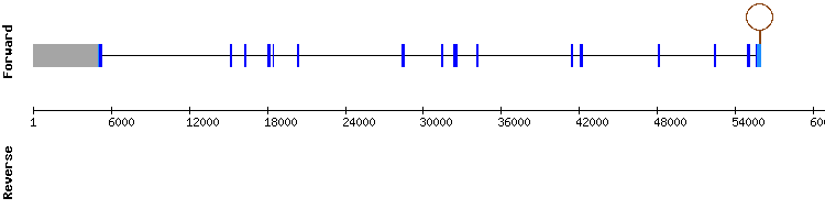 gene structure