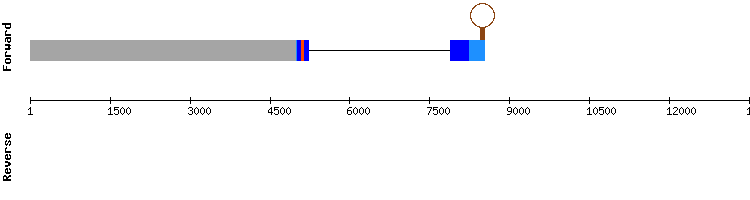 gene structure