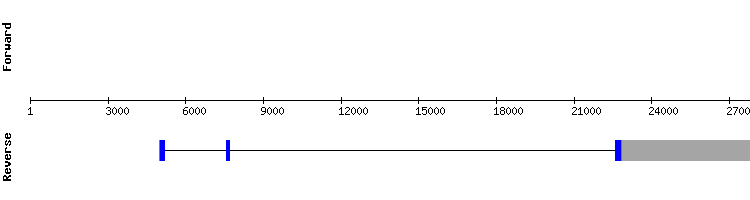 gene structure