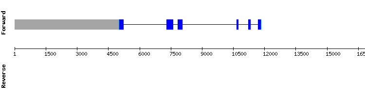 gene structure