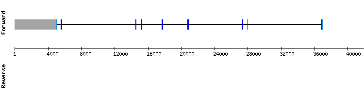 gene structure