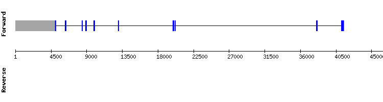 gene structure