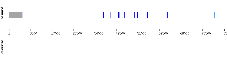 gene structure