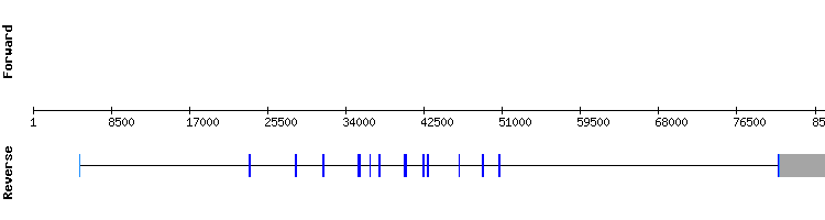 gene structure