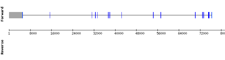 gene structure
