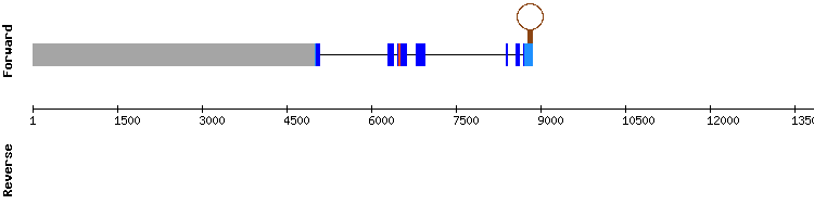 gene structure