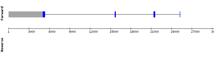 gene structure