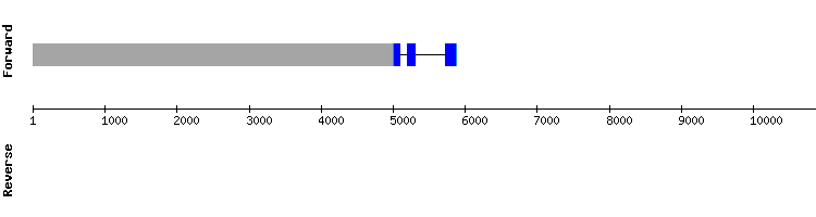 gene structure