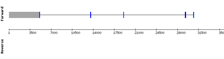 gene structure