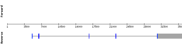 gene structure
