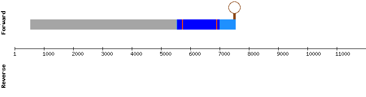 gene structure