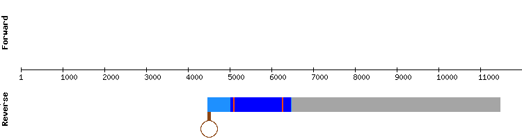 gene structure