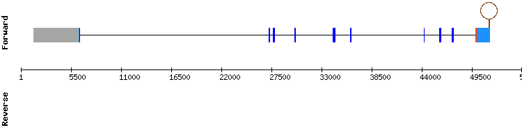 gene structure