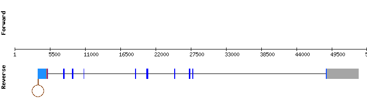 gene structure