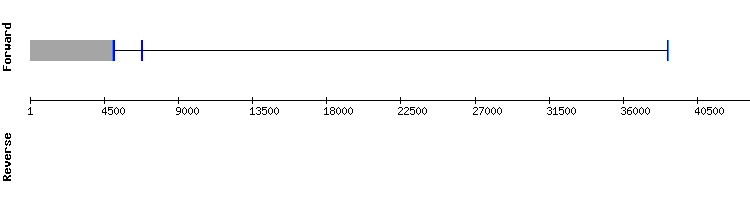 gene structure