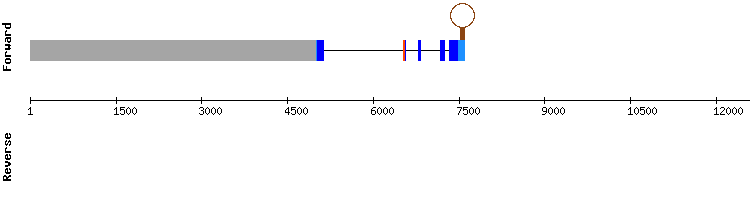 gene structure