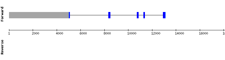 gene structure