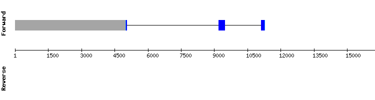gene structure
