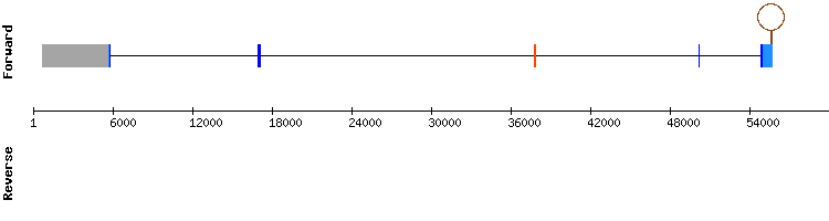 gene structure