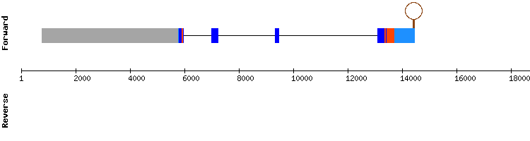 gene structure
