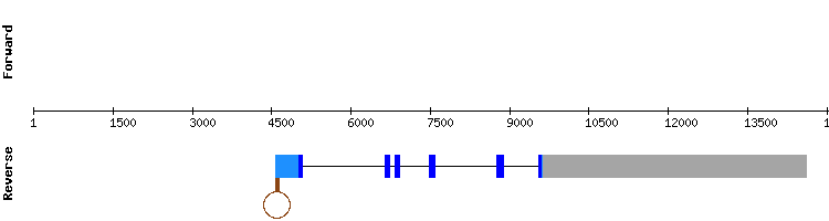 gene structure
