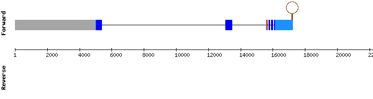 gene structure