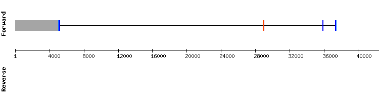 gene structure