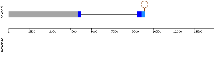 gene structure