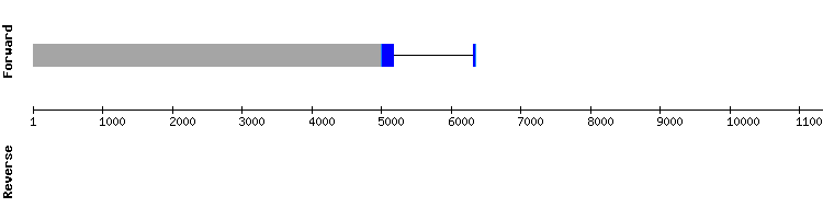 gene structure