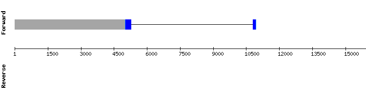 gene structure