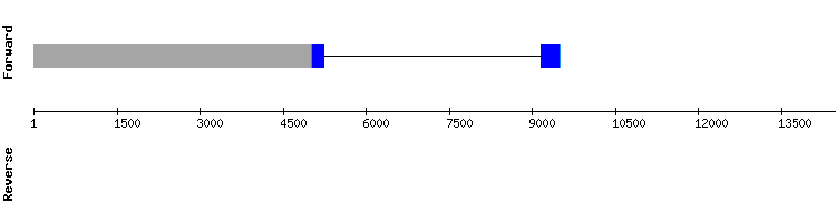 gene structure