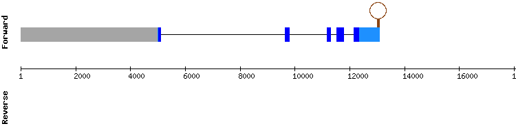 gene structure