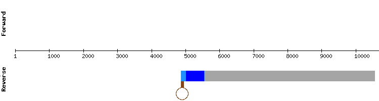 gene structure
