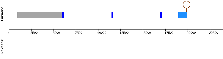 gene structure