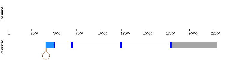 gene structure