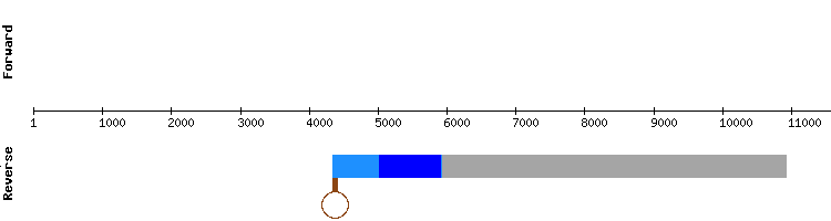 gene structure