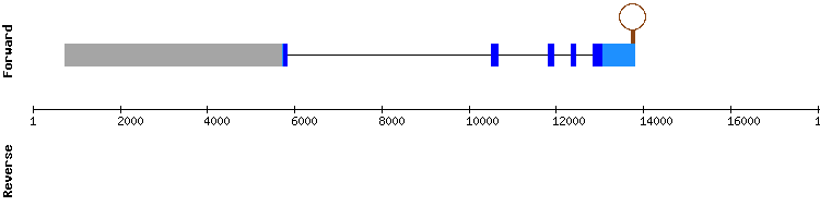 gene structure