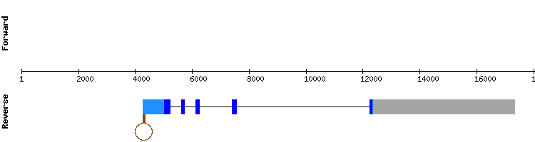 gene structure