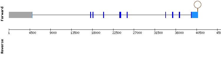 gene structure