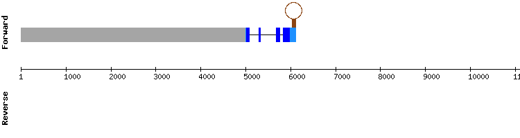 gene structure