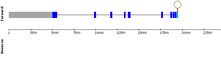 gene structure