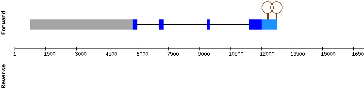 gene structure