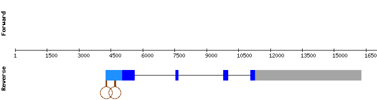 gene structure