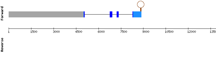 gene structure