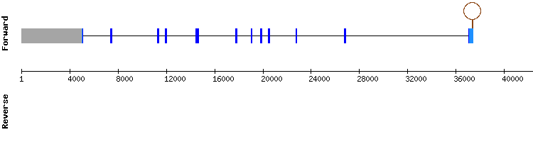 gene structure