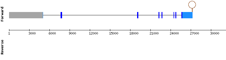 gene structure