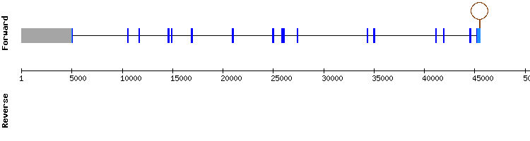 gene structure