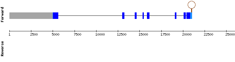 gene structure