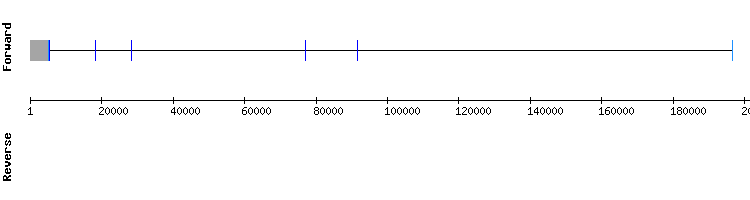 gene structure
