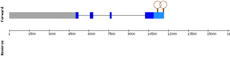 gene structure